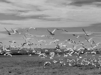 65184RoCrBw - Chasing Seagulls in Port Stanley on the way home from Larry - Susan's.jpg